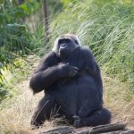 interesting_facts_about_gorilla4