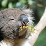 interesting_facts_about_koala1