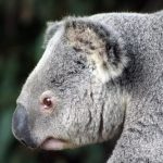 interesting_facts_about_koala2