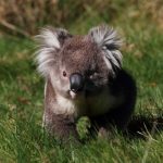 interesting_facts_about_koala3