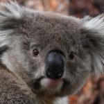 interesting_facts_about_koala4