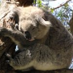 interesting_facts_about_koala5