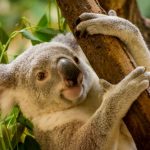 interesting_facts_about_koala6