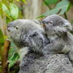 interesting_facts_about_koala7