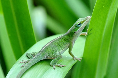 interesting_facts_about_lizard8-ap