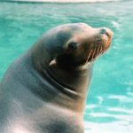 interesting_facts_about_sealion2