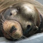 interesting_facts_about_sealion3