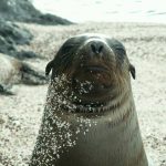 interesting_facts_about_sealion4