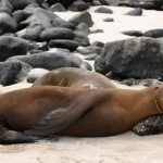 interesting_facts_about_sealion5