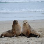 interesting_facts_about_sealion6