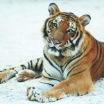 interesting_facts_about_tiger6