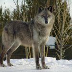 interesting_facts_about_wolf1