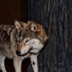 interesting_facts_about_wolf2