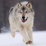 interesting_facts_about_wolf3