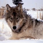 interesting_facts_about_wolf4