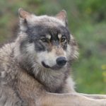 interesting_facts_about_wolf5