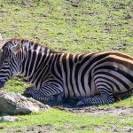 interesting_facts_about_zebra1