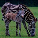 interesting_facts_about_zebra4