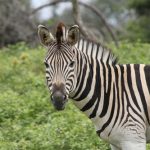interesting_facts_about_zebra5