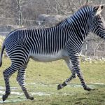 interesting_facts_about_zebra6