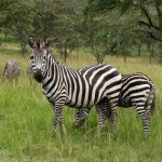 interesting_facts_about_zebra7