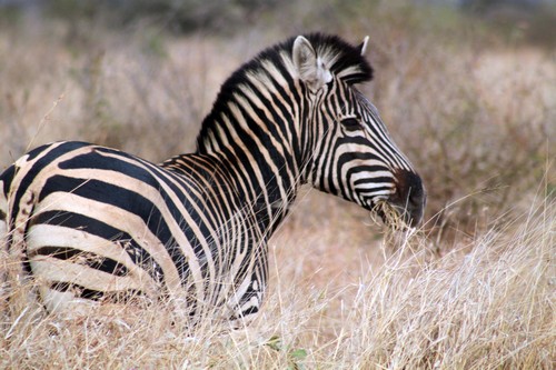 interesting_facts_about_zebra8-ap