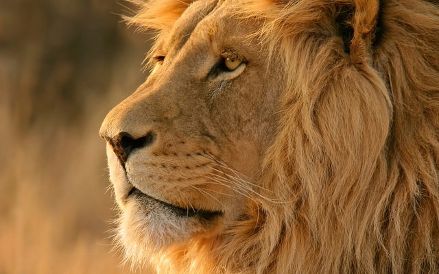 lion-6