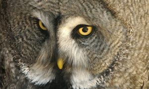 owl-6