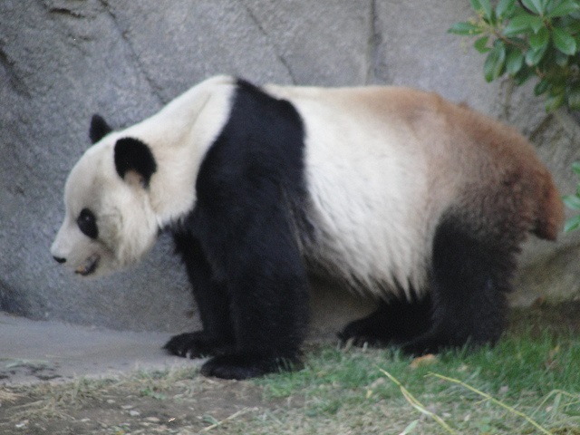 panda-2