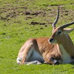 interesting_facts_about_antelope1