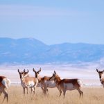 interesting_facts_about_antelope3