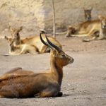 interesting_facts_about_antelope4