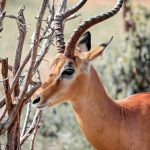 interesting_facts_about_antelope5