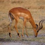interesting_facts_about_antelope6