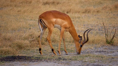 interesting_facts_about_antelope6