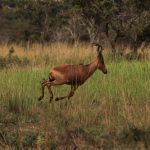 interesting_facts_about_antelope7