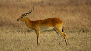 interesting_facts_about_antelope8