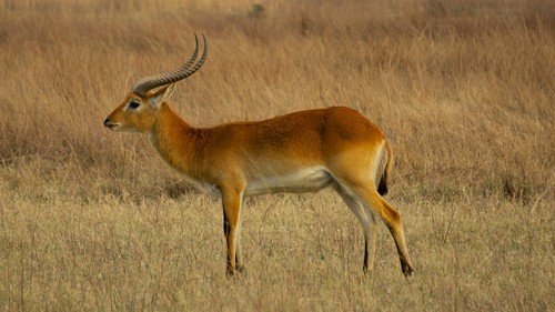 Interesting_Facts_About_Antelope8-ap