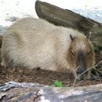 interesting_facts_about_capybara1