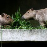 interesting_facts_about_capybara2