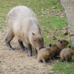 interesting_facts_about_capybara4