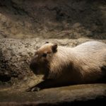 interesting_facts_about_capybara5