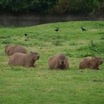 interesting_facts_about_capybara6