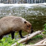 interesting_facts_about_capybara7