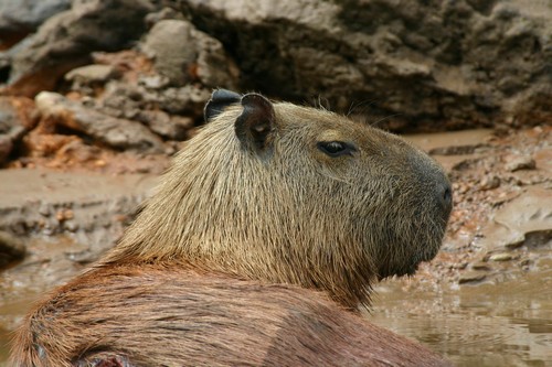 Interesting_Facts_About_Capybara8-ap