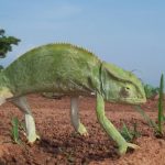 interesting_facts_about_chameleon1