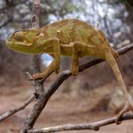 interesting_facts_about_chameleon2
