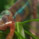 interesting_facts_about_chameleon6