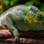 interesting_facts_about_chameleon7