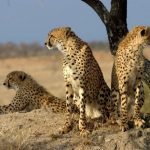 interesting_facts_about_cheetah1